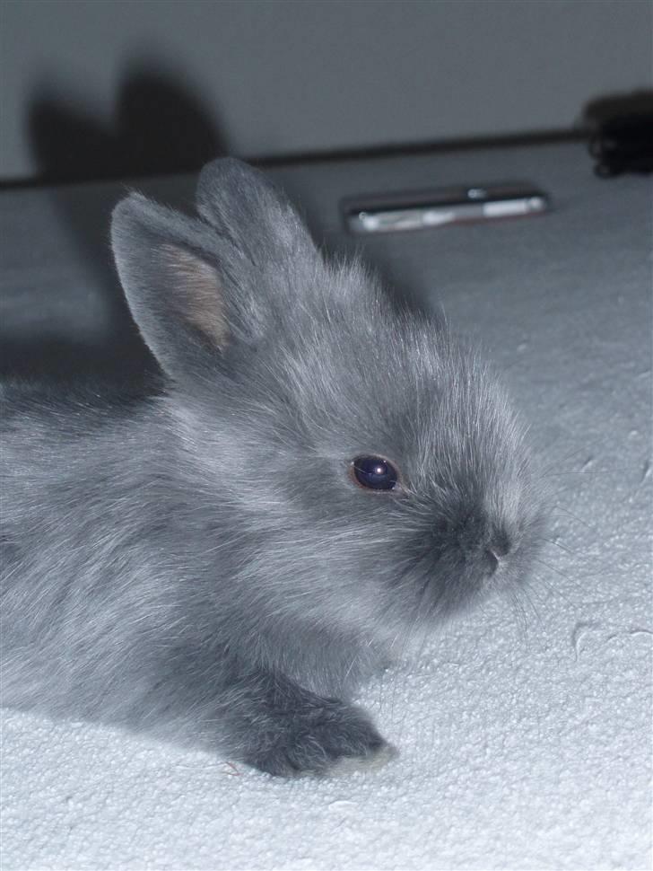 Kanin Springo *solgt* billede 6