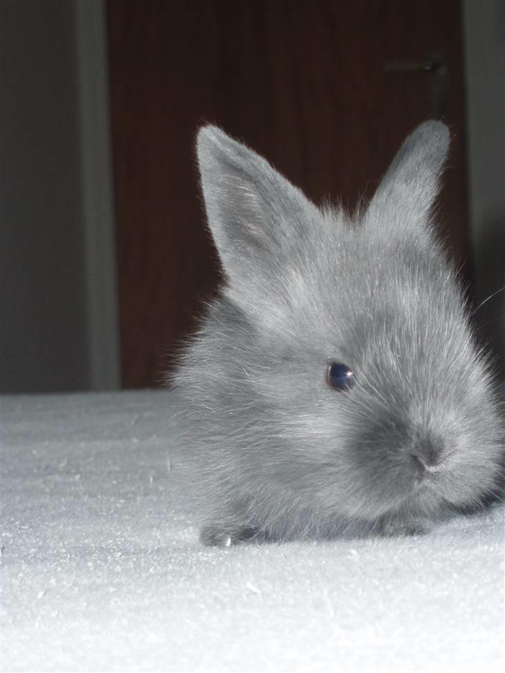 Kanin Springo *solgt* billede 7