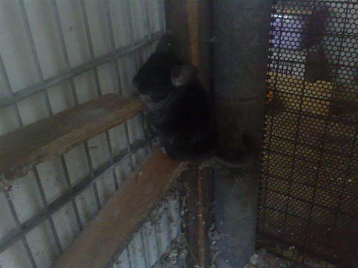 Chinchilla Stitch billede 5