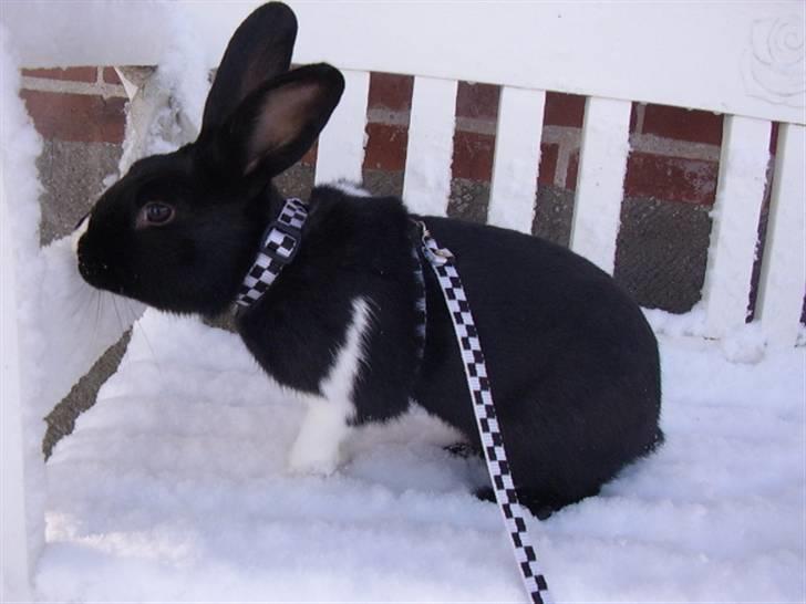 Kanin Beders † Copyright †  billede 14