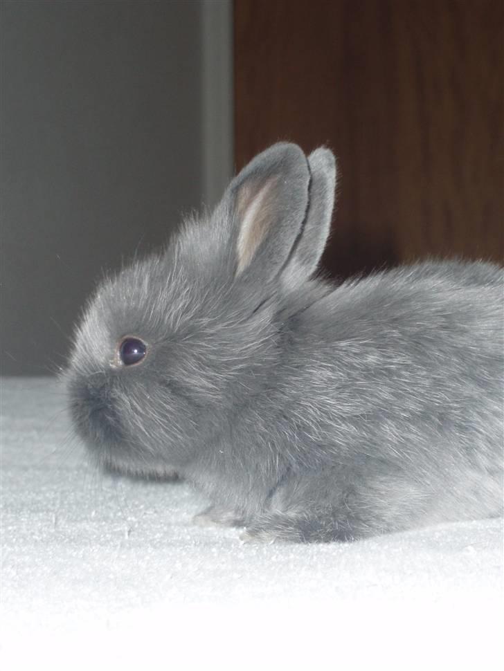 Kanin Springo *solgt* billede 8