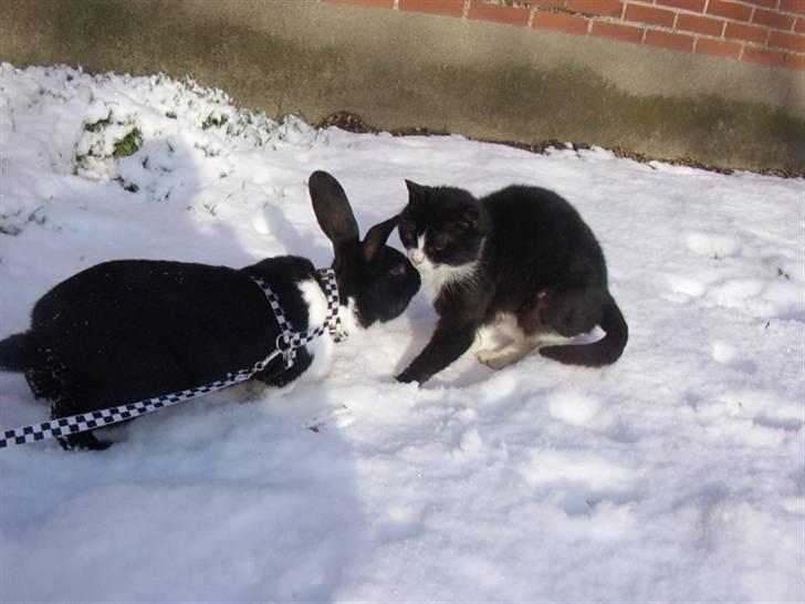 Kanin Beders † Copyright †  billede 15