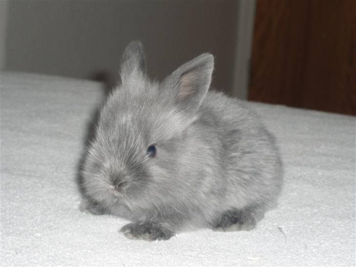 Kanin Springo *solgt* billede 9