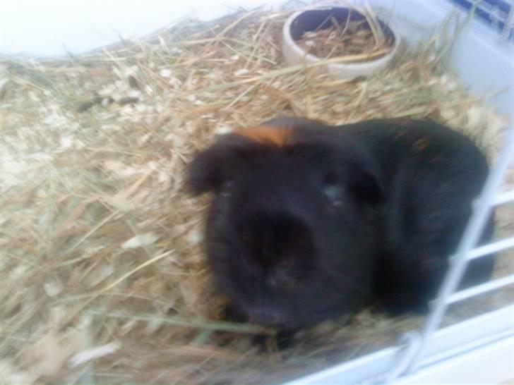 Marsvin Plet. billede 1