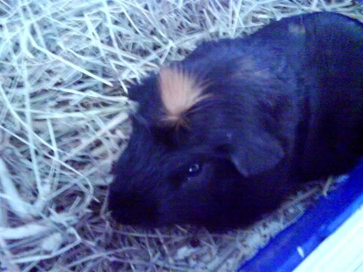 Marsvin Plet. billede 2