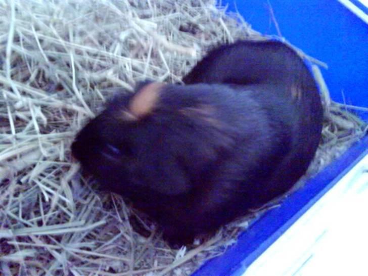 Marsvin Plet. billede 3