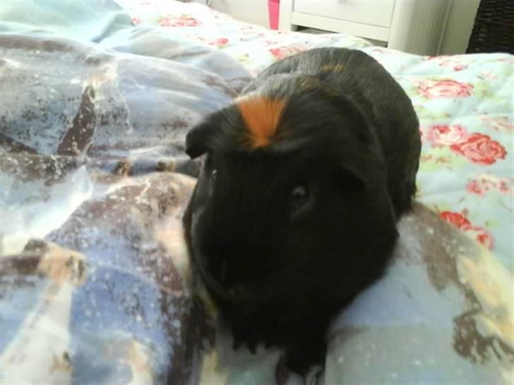 Marsvin Plet. billede 4