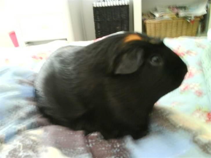 Marsvin Plet. billede 5