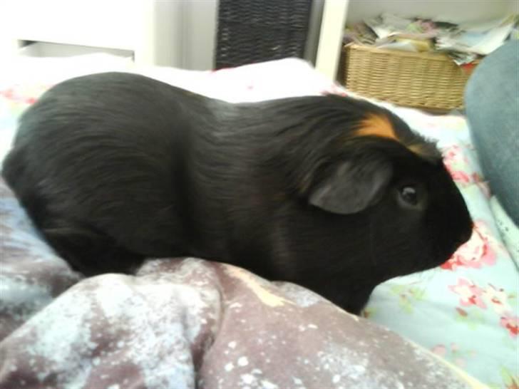 Marsvin Plet. billede 6