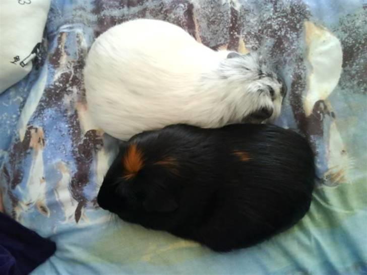 Marsvin Plet. billede 7