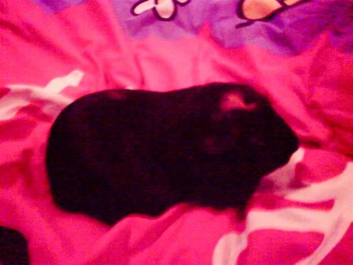 Marsvin Plet. billede 8