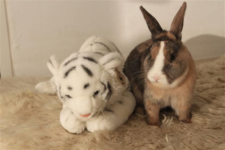 Kanin Madame Madea billede 3