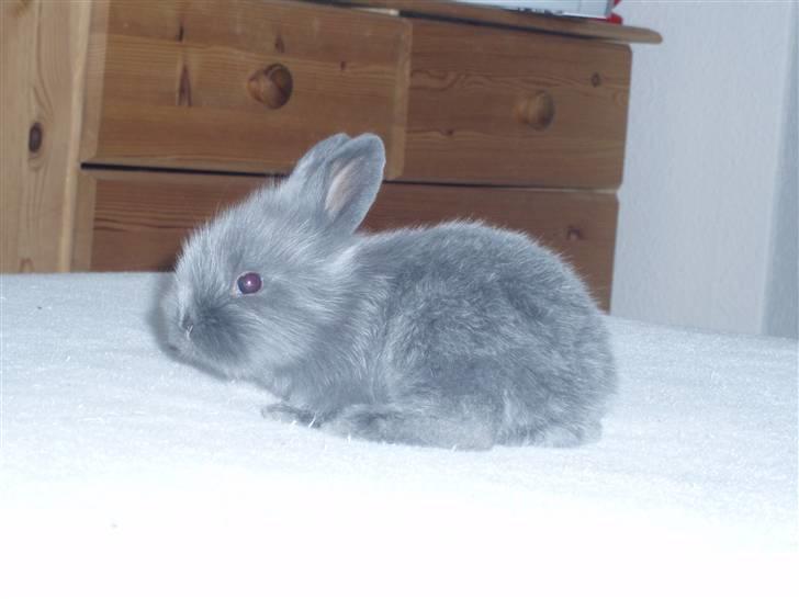 Kanin Springo *solgt* billede 10