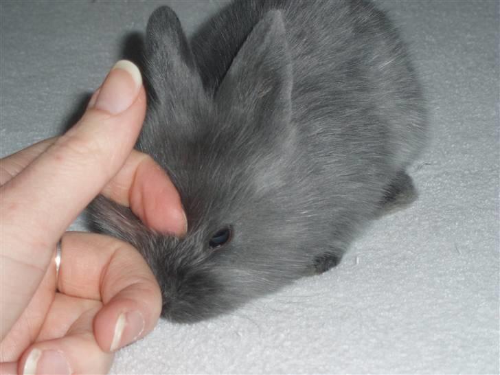 Kanin Springo *solgt* billede 11