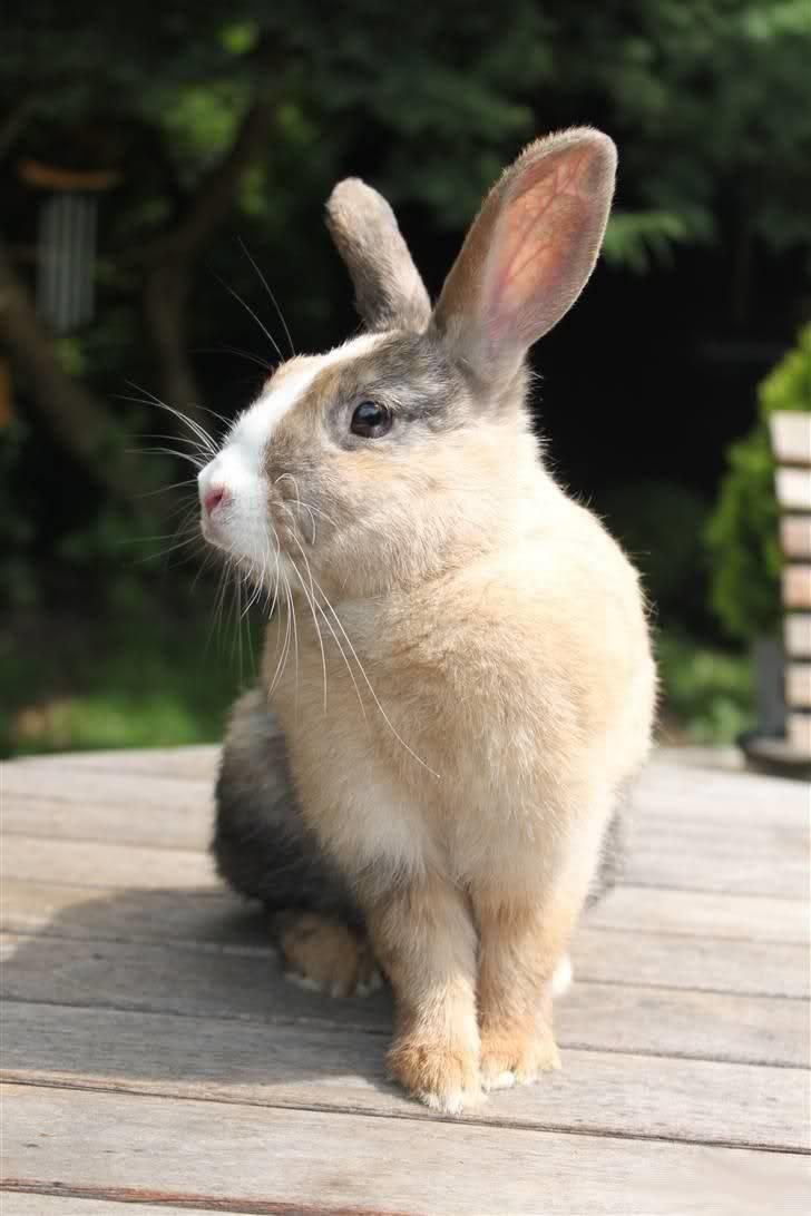 Kanin Madame Madea billede 1