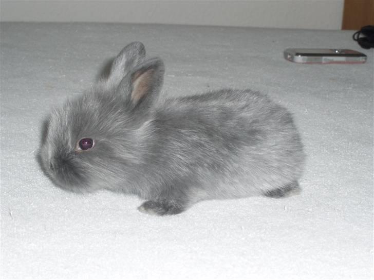 Kanin Springo *solgt* billede 12