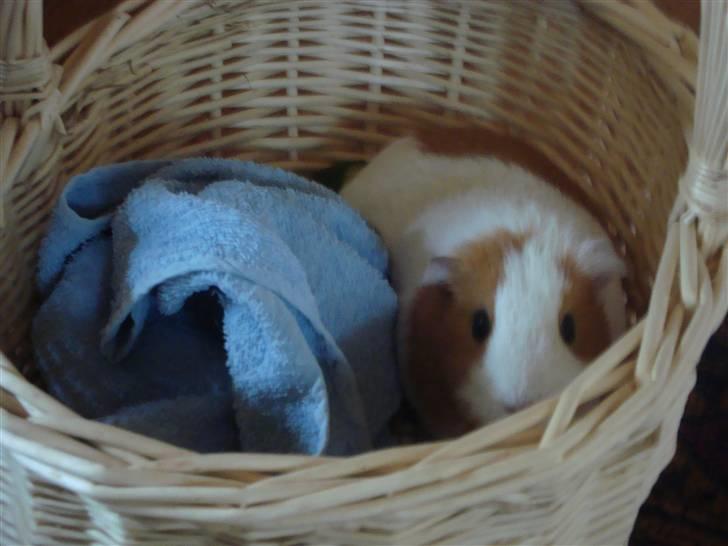 Marsvin Putte R.I.P :'( billede 7