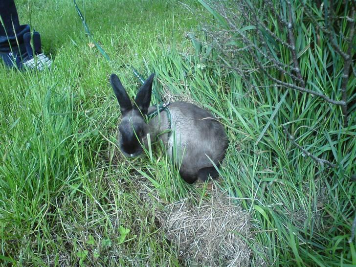 Kanin Lightning mcQueen billede 2