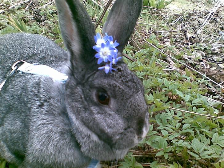 Kanin l silvi silversen hansen l .R.I.P. l - Min lille prinssese silvi silversen-fotograf-louise/mig taget den 09/04/10 billede 2