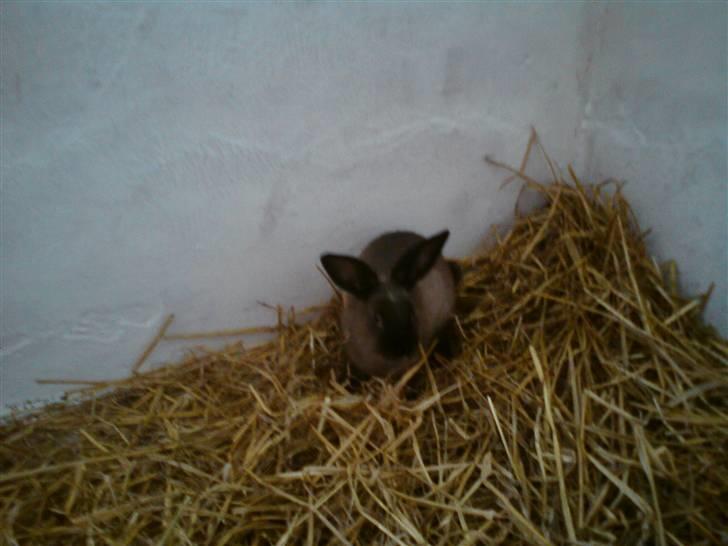 Kanin Lightning mcQueen billede 3