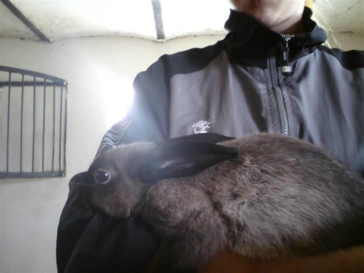 Kanin Lightning mcQueen billede 4