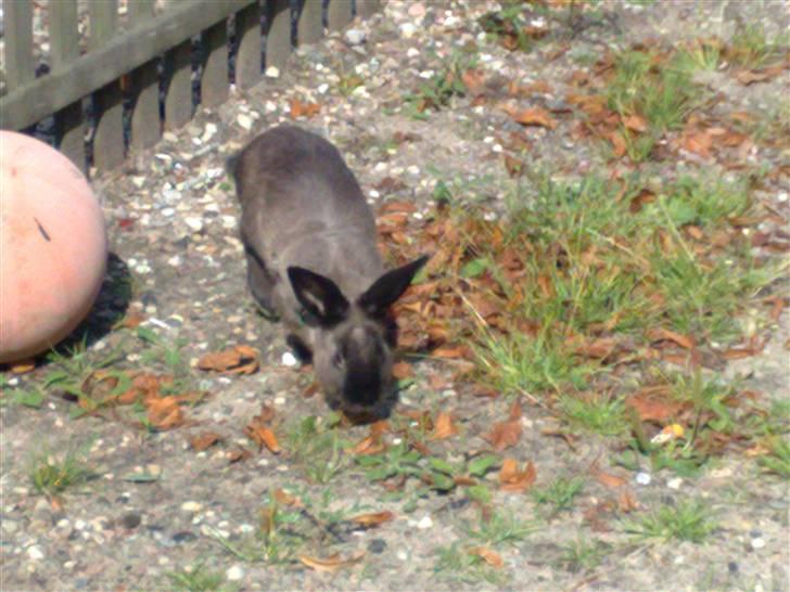 Kanin Lightning mcQueen billede 5