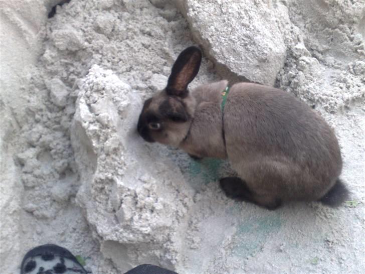 Kanin Lightning mcQueen billede 6