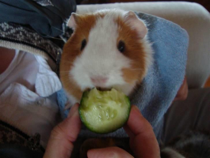 Marsvin Putte R.I.P :'( billede 8