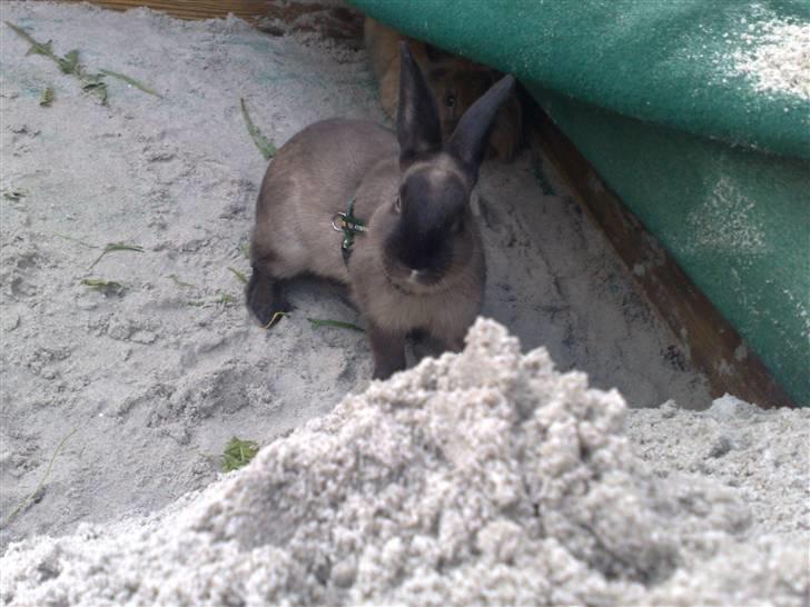 Kanin Lightning mcQueen billede 7