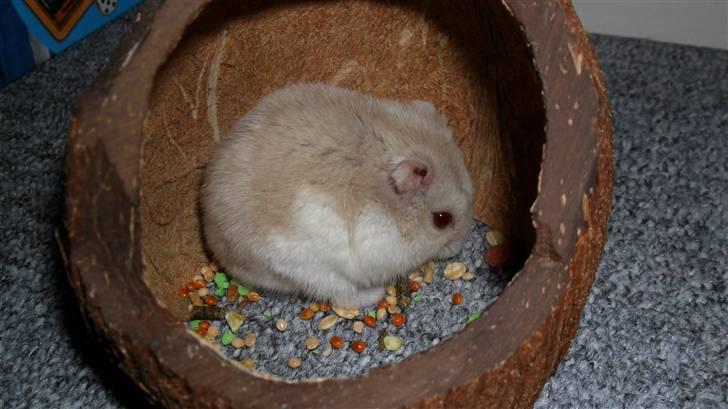 Dværghamster Junior - velkommet til min profil <3    "DET ER MIT MAD!" billede 1