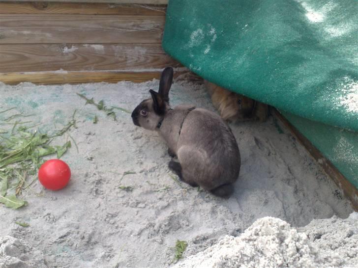 Kanin Lightning mcQueen billede 8