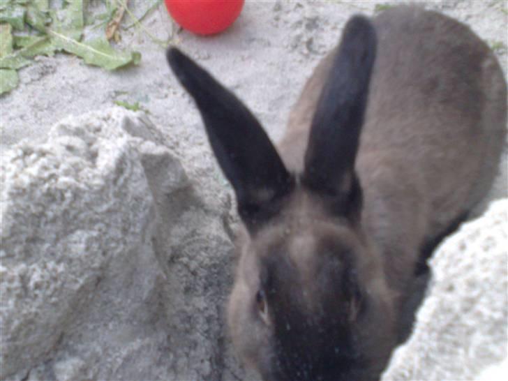 Kanin Lightning mcQueen billede 9