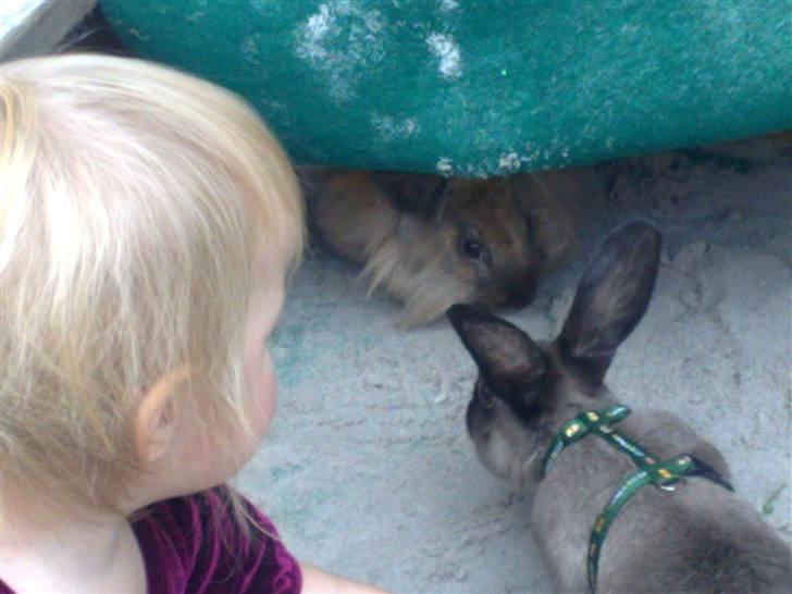 Kanin Lightning mcQueen billede 10