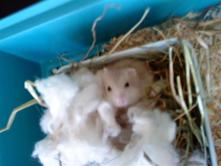 Dværghamster Junior - mig i det bedste hus! billede 2