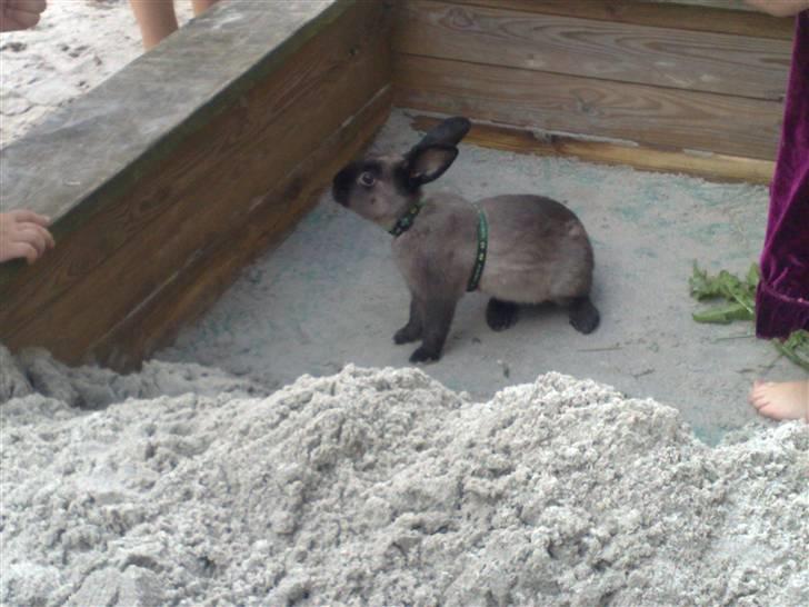 Kanin Lightning mcQueen billede 11