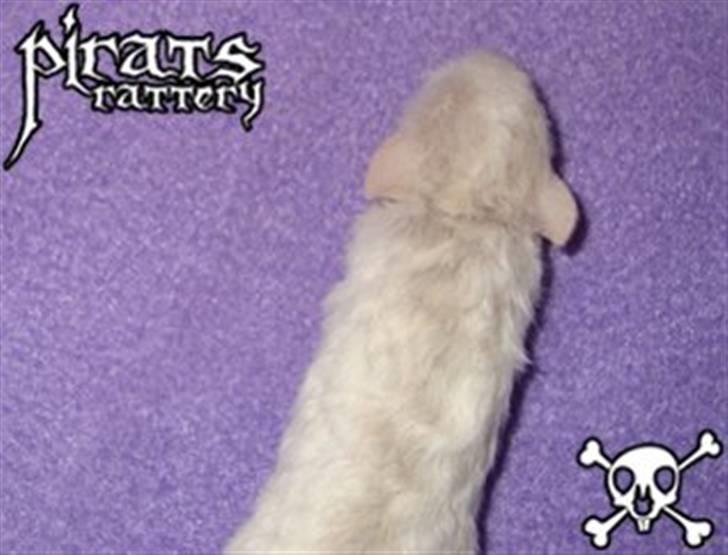 Tamrotte nuggi<33 billede 4