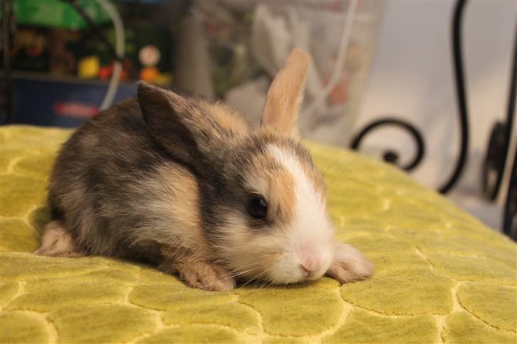 Kanin Madame Madea billede 6