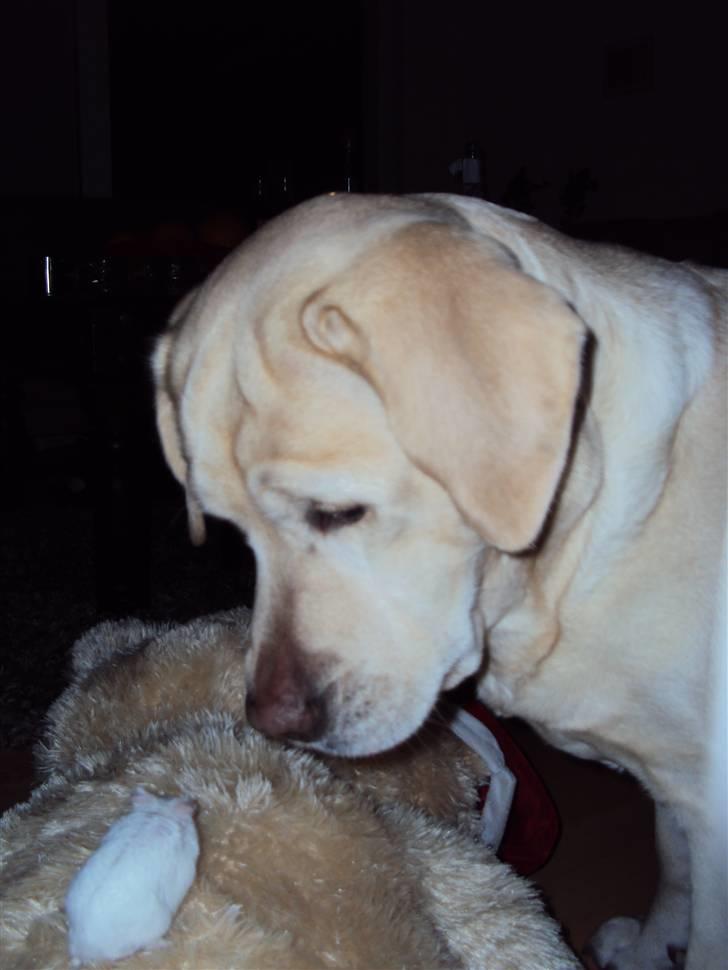 Dværghamster Mini *Rip* billede 1