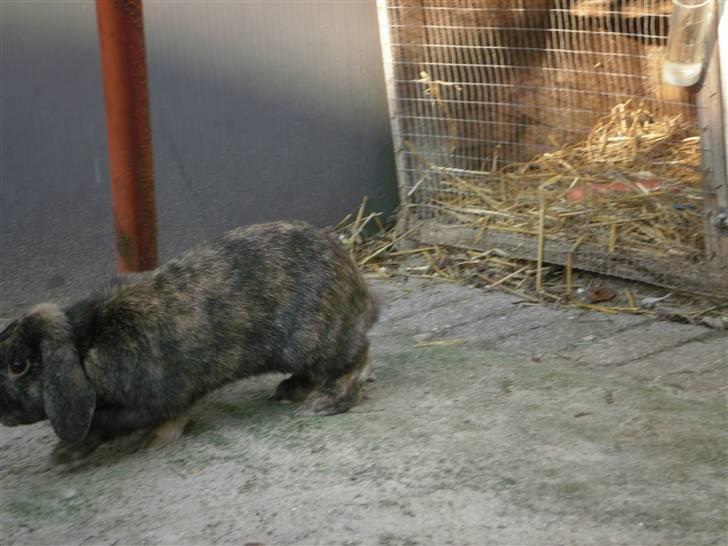 Kanin Ninus - 9) Er ved at løbe væk:D. billede 9