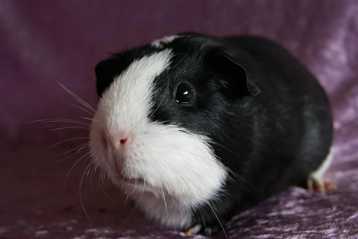 Marsvin Misha billede 1