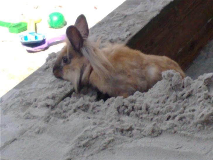 Kanin Belle billede 3