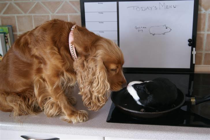 Marsvin Misha - Det er det der sker, når jeg bliver lidt for kreativ... :-P billede 2