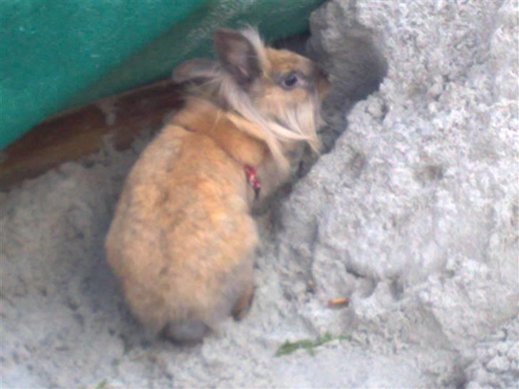 Kanin Belle billede 4