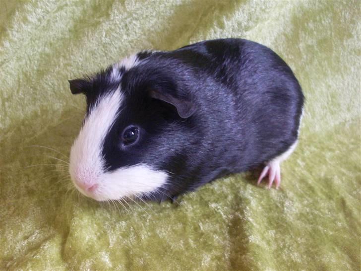 Marsvin Misha billede 3