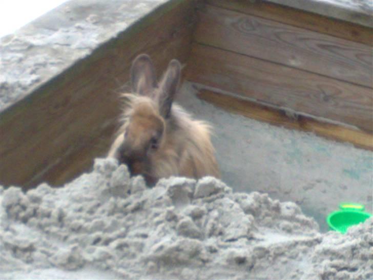 Kanin Belle billede 5