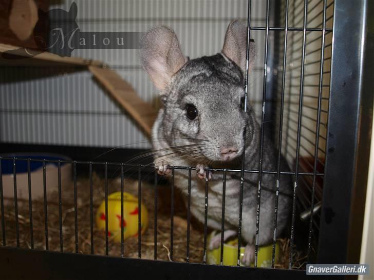 Chinchilla Malou!<3 - Såå fin!<3 billede 1