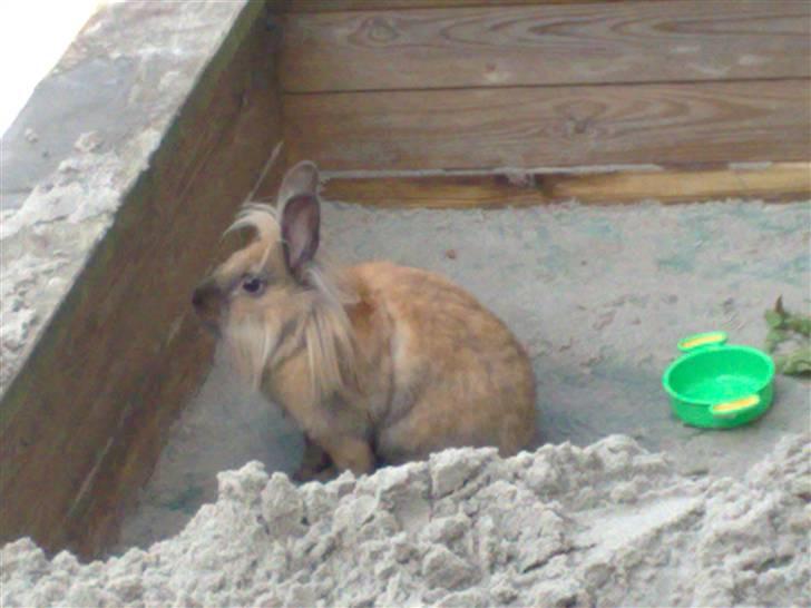 Kanin Belle billede 6