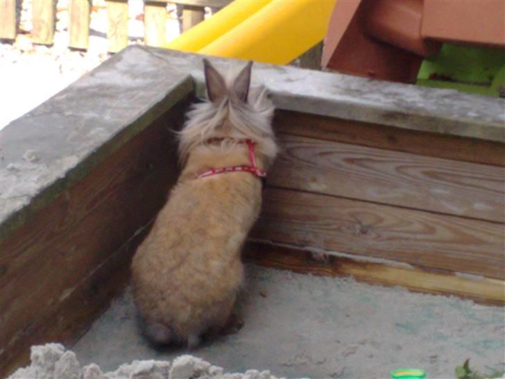 Kanin Belle billede 7