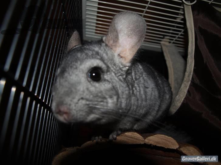 Chinchilla Malou!<3 - Kan du se mig?! Hihi Foto/= Mig billede 2