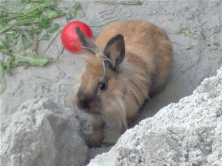 Kanin Belle billede 8